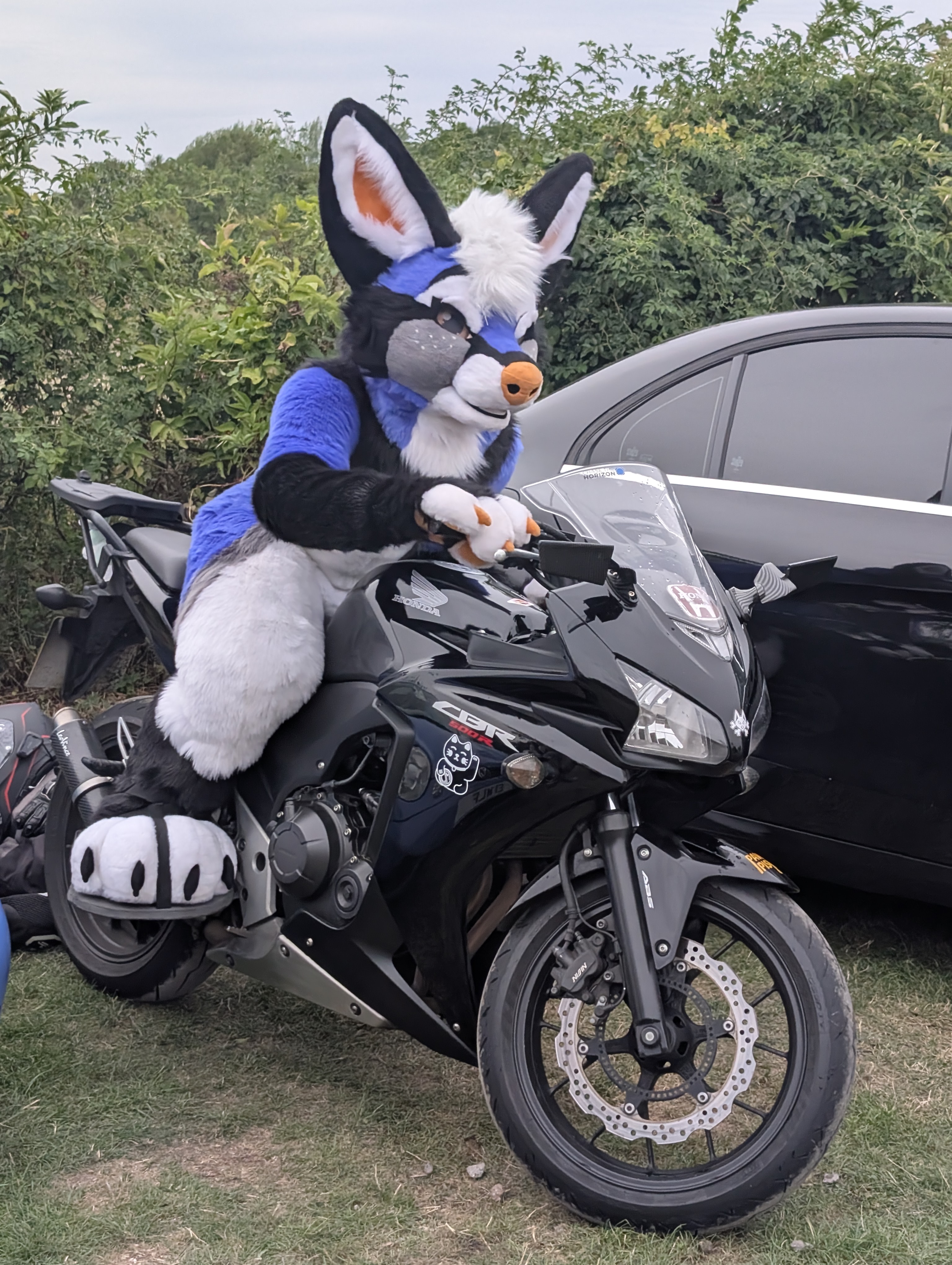 Paws'N'Pistons